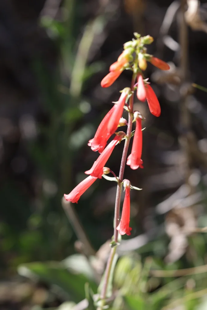 Penstemon Eatonii