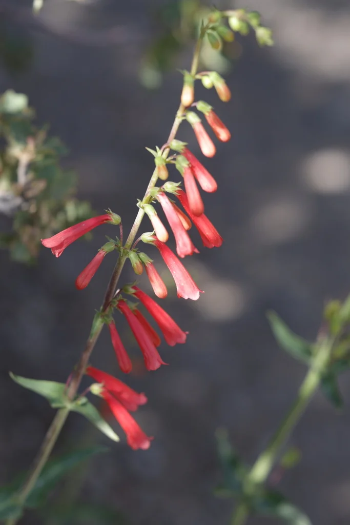 Penstemon Eatonii