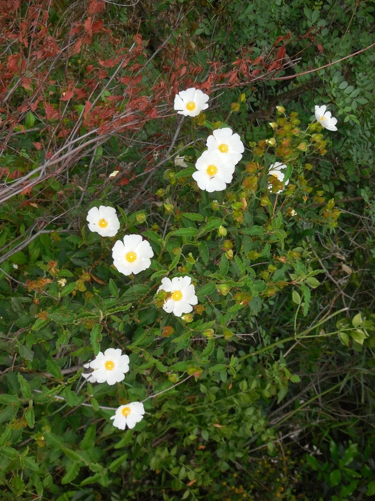 Cistus X Hybridus