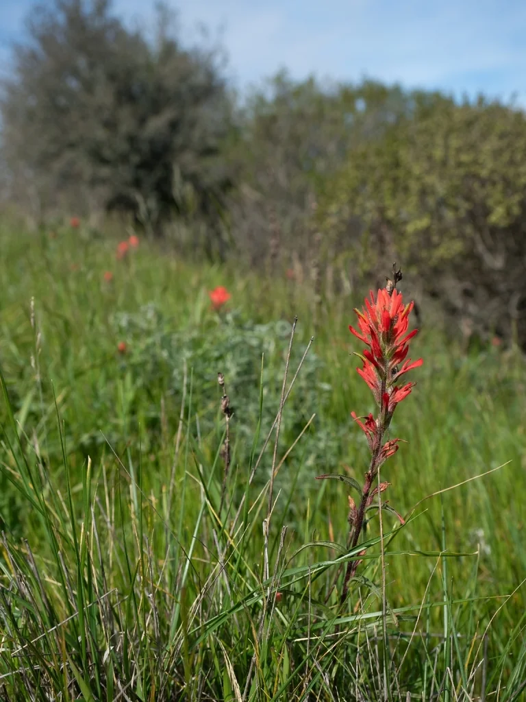Castilleja Affinis