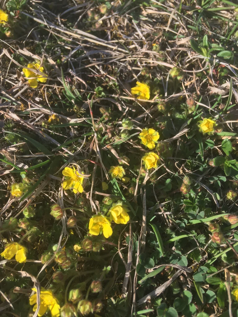 Potentilla Neumanniana