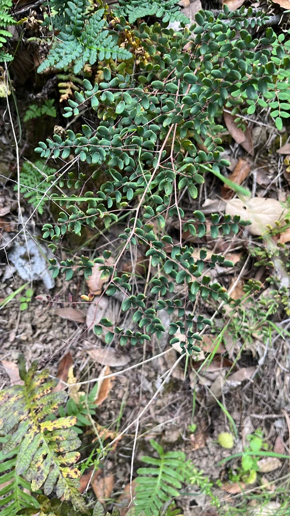 Pellaea Andromedifolia