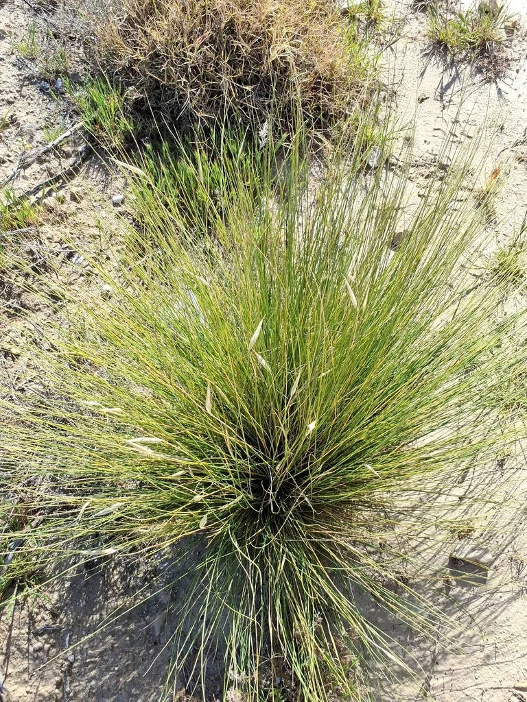 Lygeum Spartum