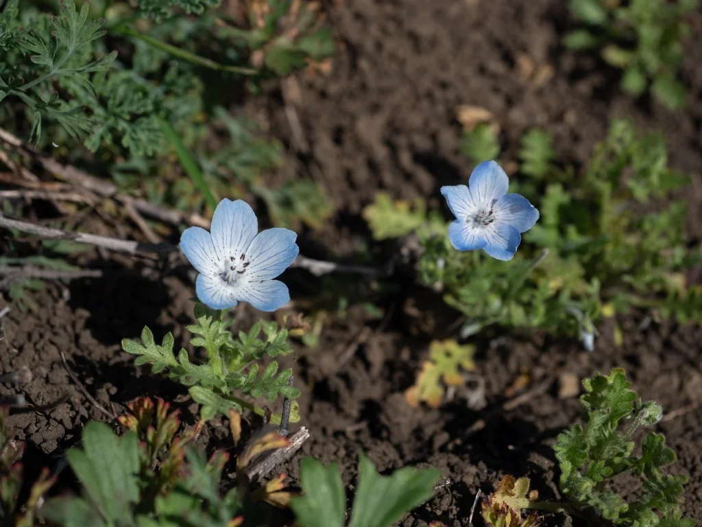 Nemophila Menziesii