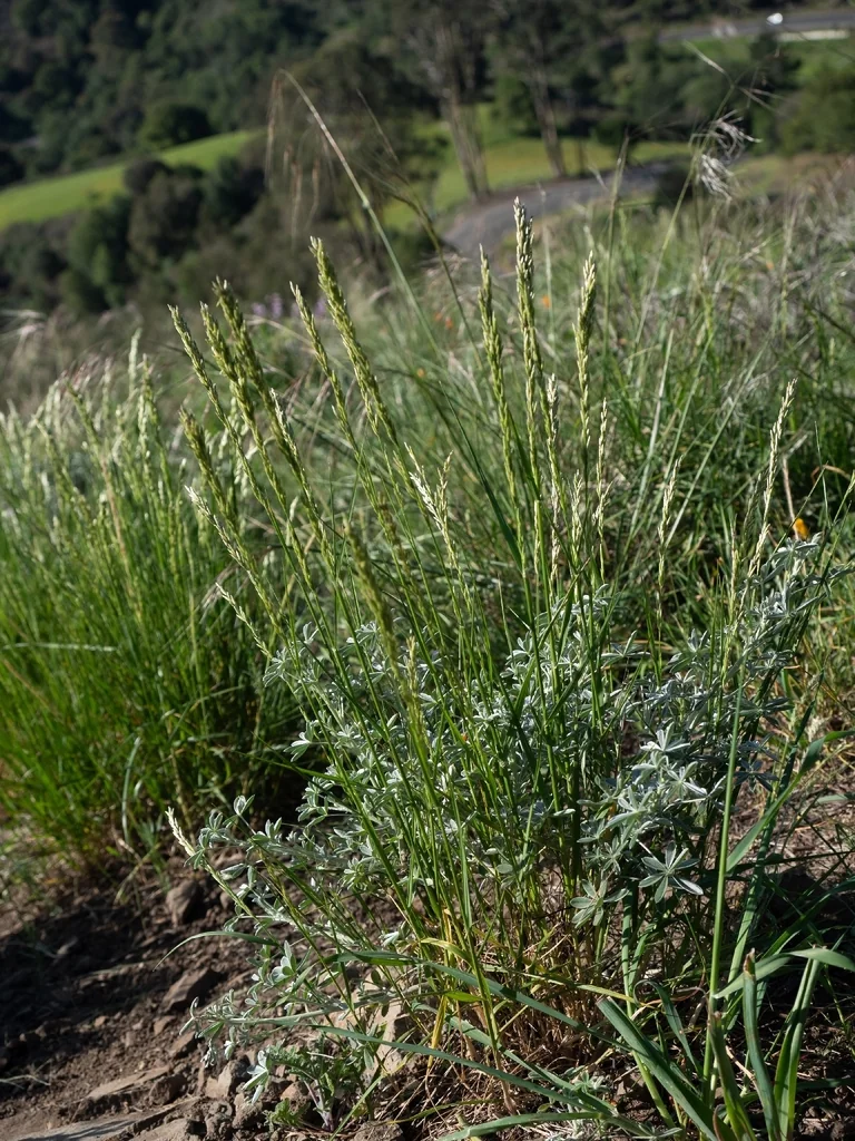 Melica Californica
