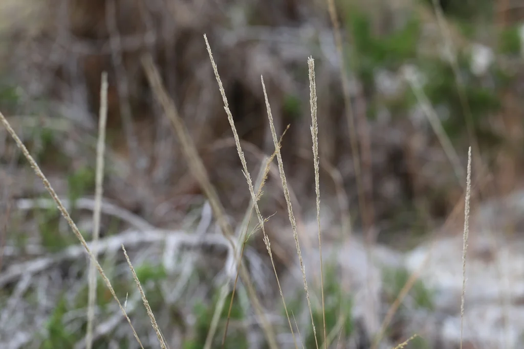 Muhlenbergia Lindheimeri