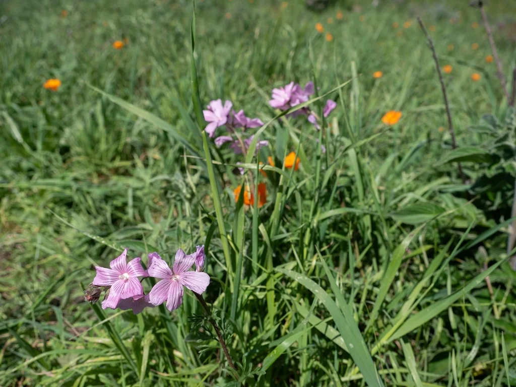 Sidalcea Malviflora