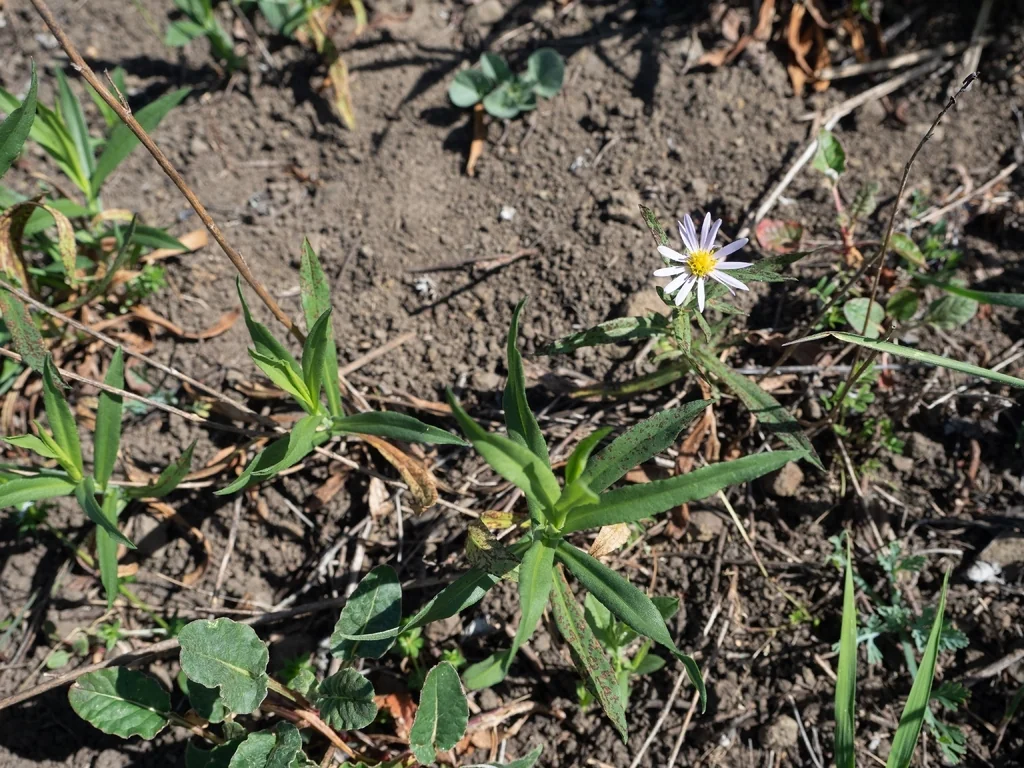 Symphyotrichum Chilense