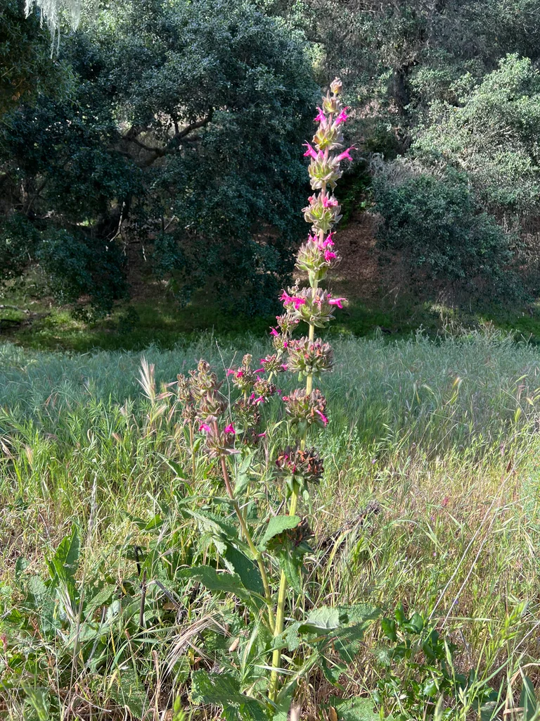 Salvia Spathacea