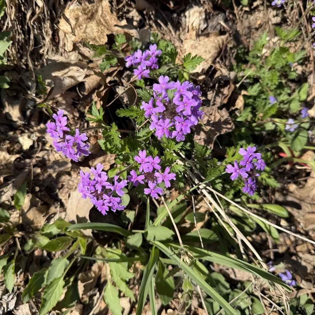 Verbena Canadensis