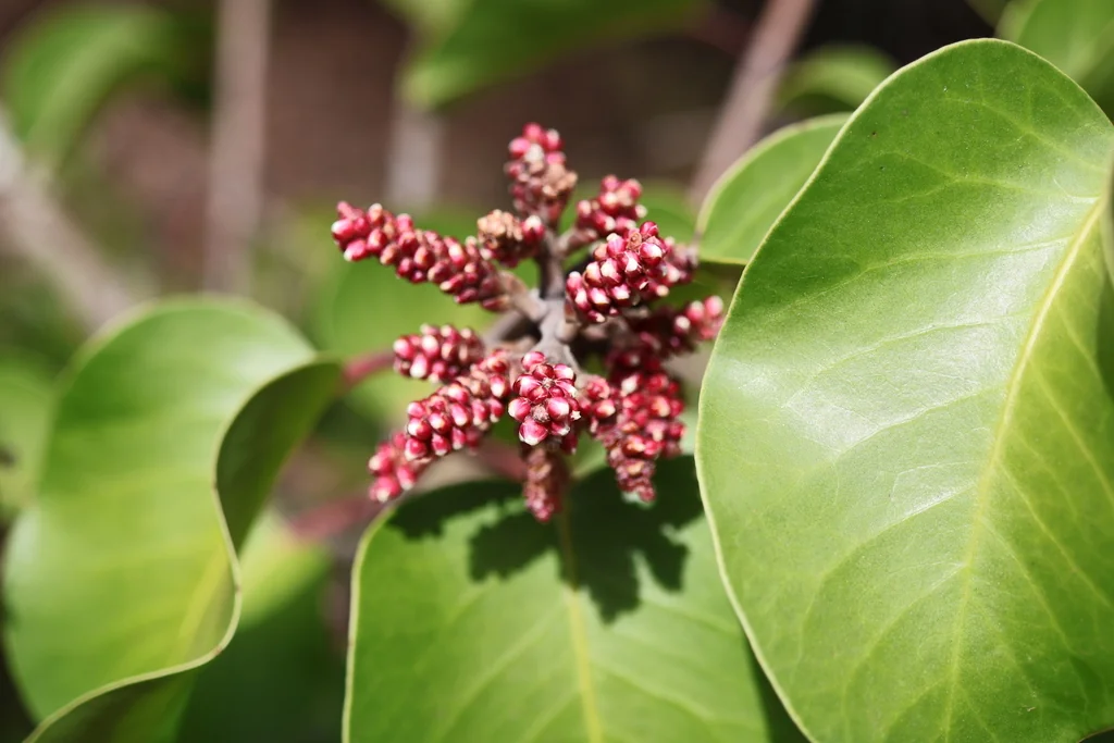 Rhus Ovata