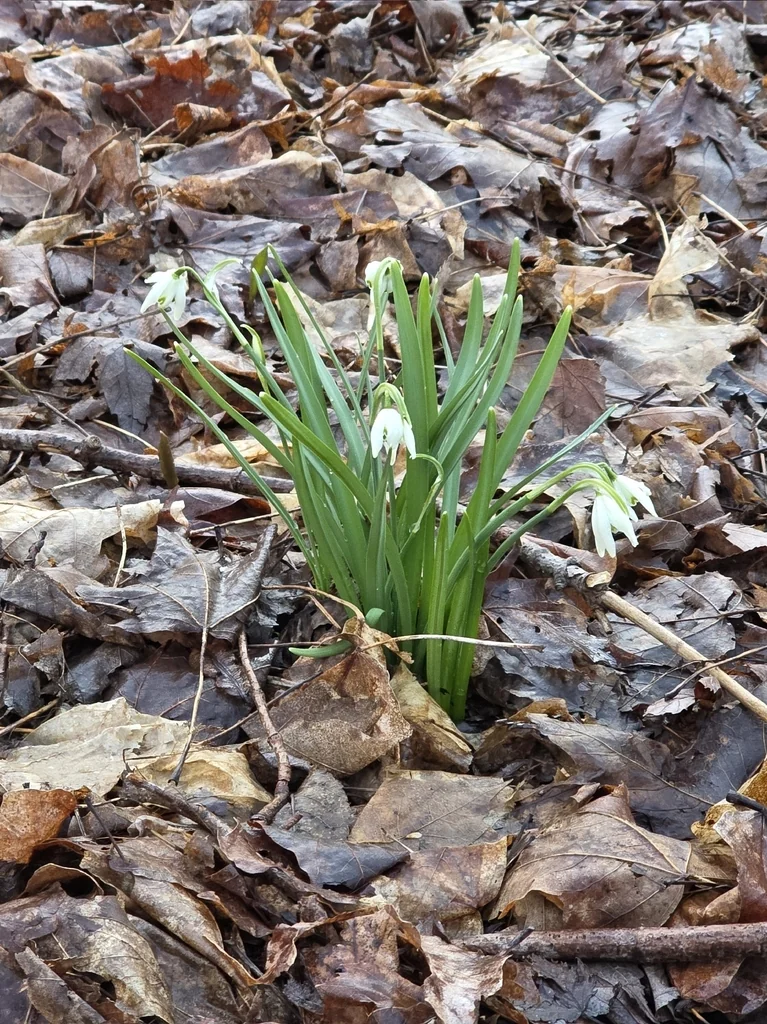 Galanthus Nivalis