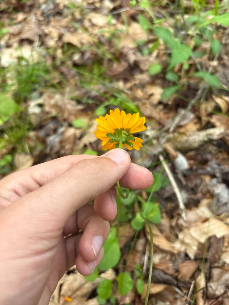 Coreopsis Auriculata