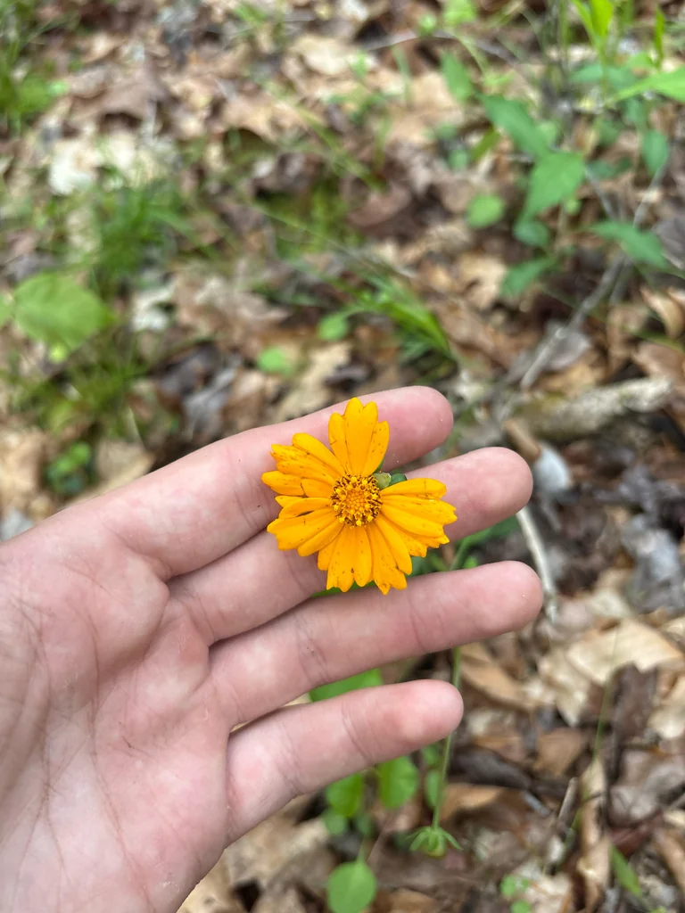 Coreopsis Auriculata