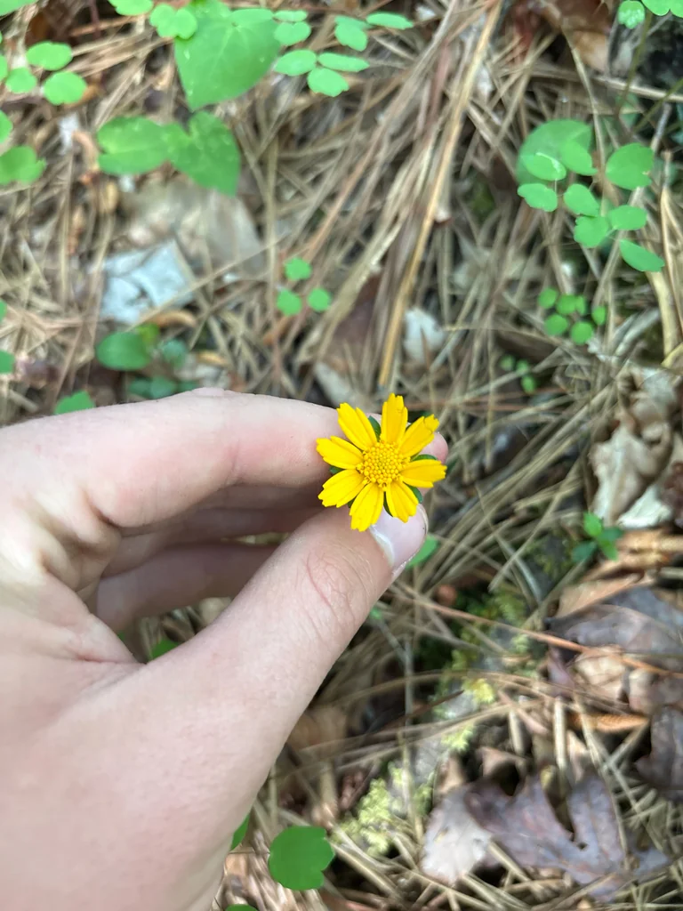 Coreopsis Auriculata
