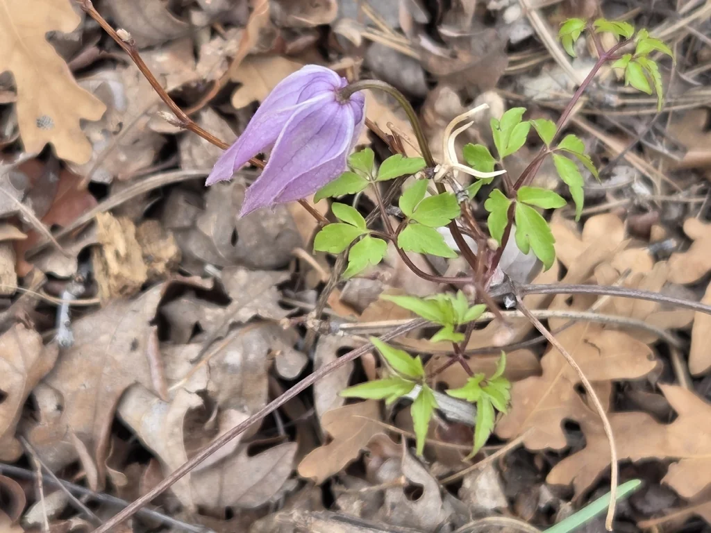 Clematis Columbiana