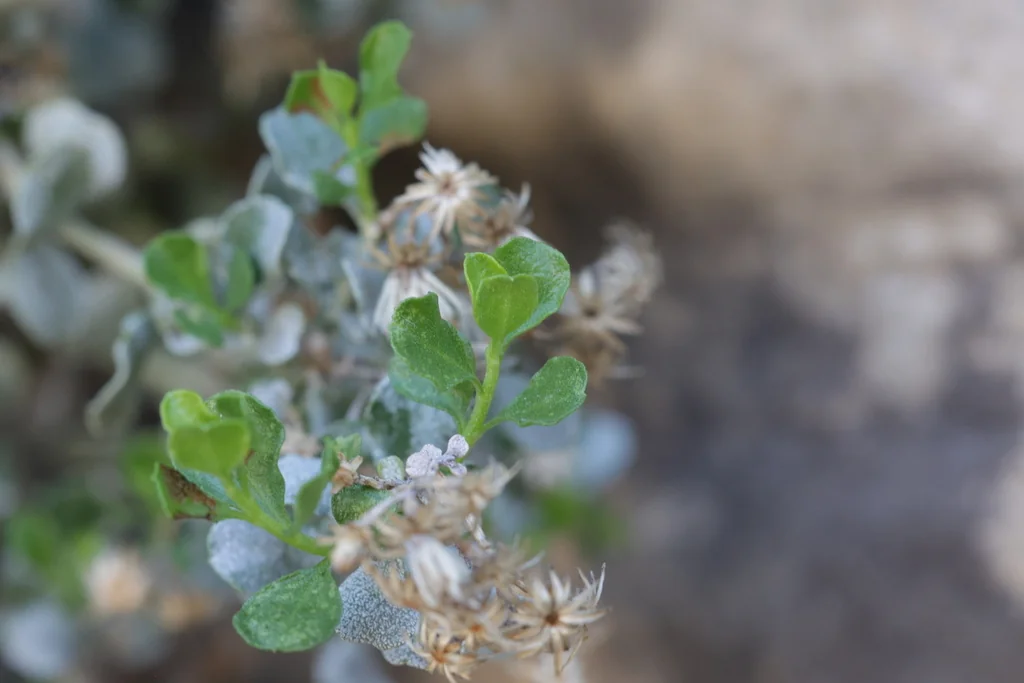 Ericameria Cuneata