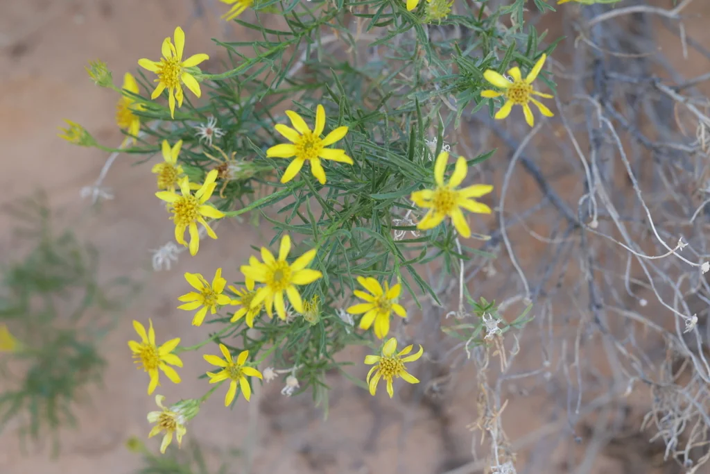 Ericameria Linearifolia