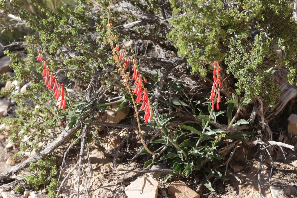 Penstemon Eatonii