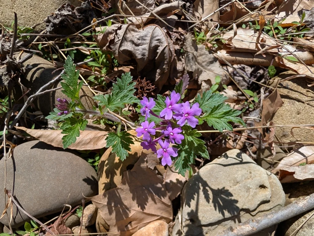 Verbena Canadensis