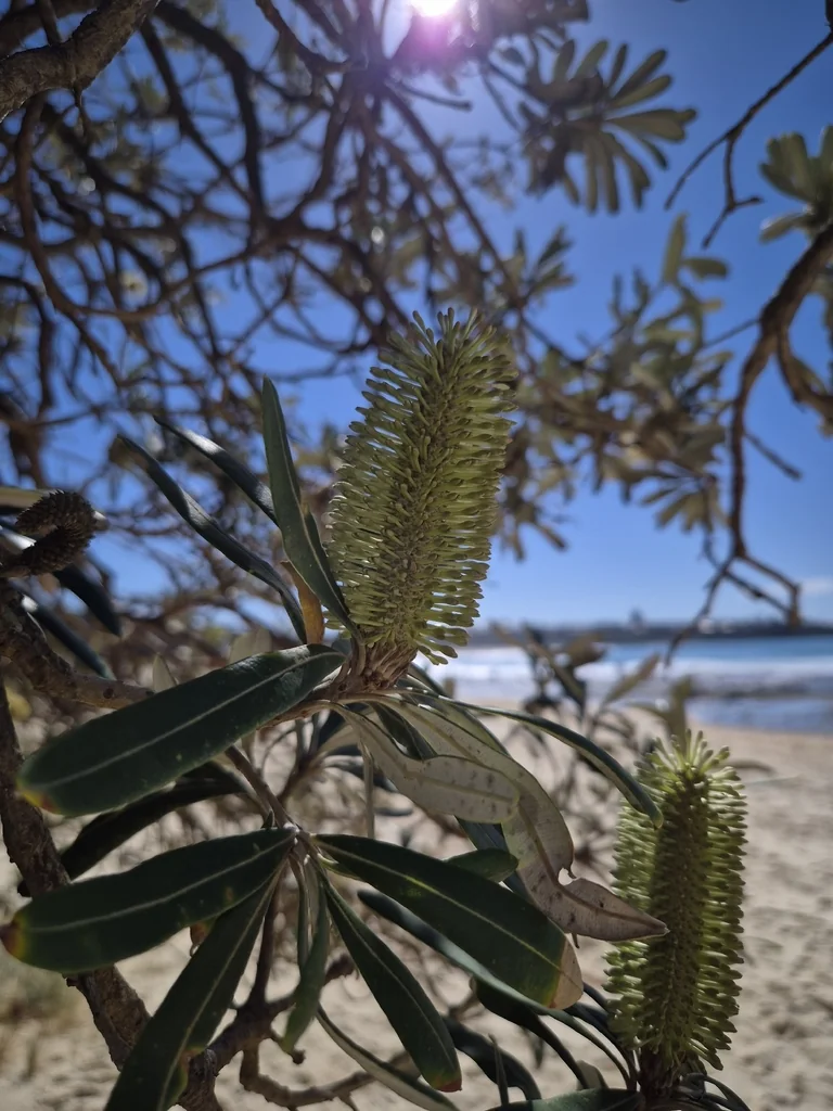 Banksia Integrifolia