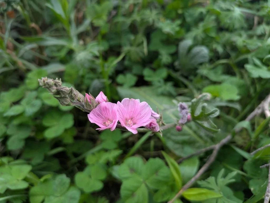 Sidalcea Malviflora