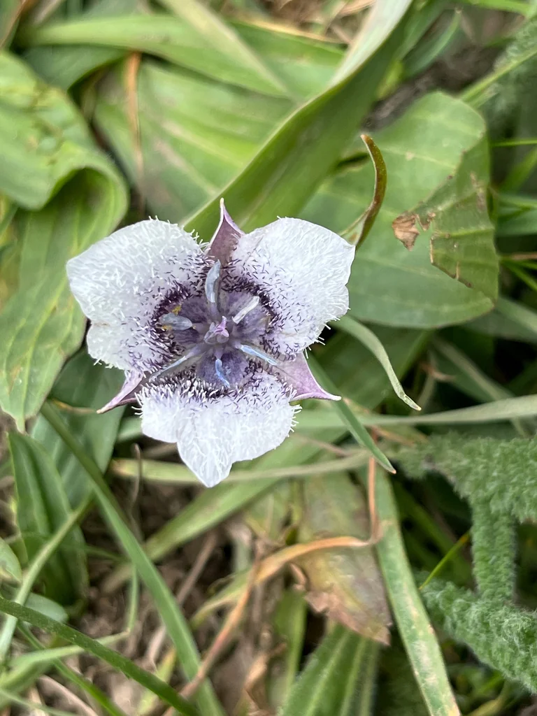 Calochortus Tolmiei