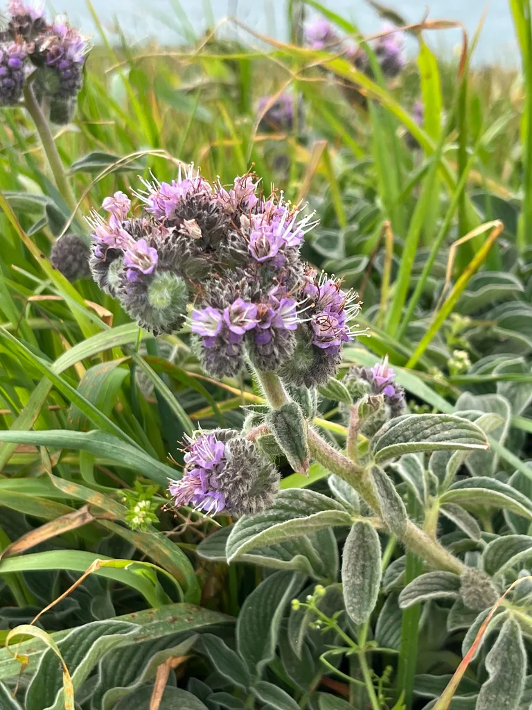 Phacelia Californica