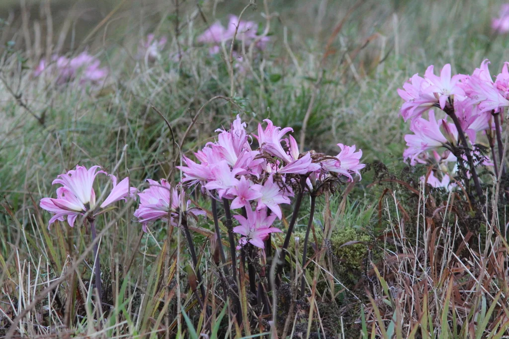 Amaryllis Belladonna