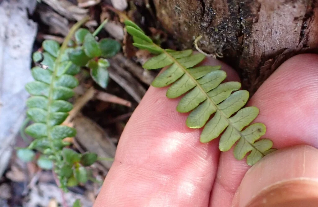 Blechnum Penna-Marina