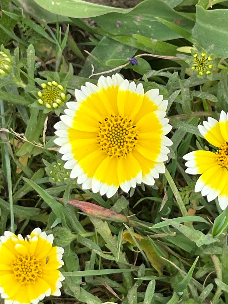 Layia Platyglossa