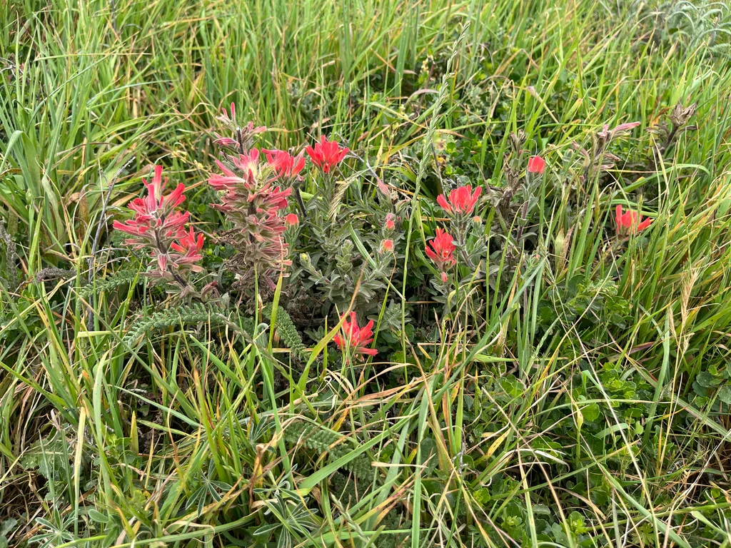 Castilleja Affinis