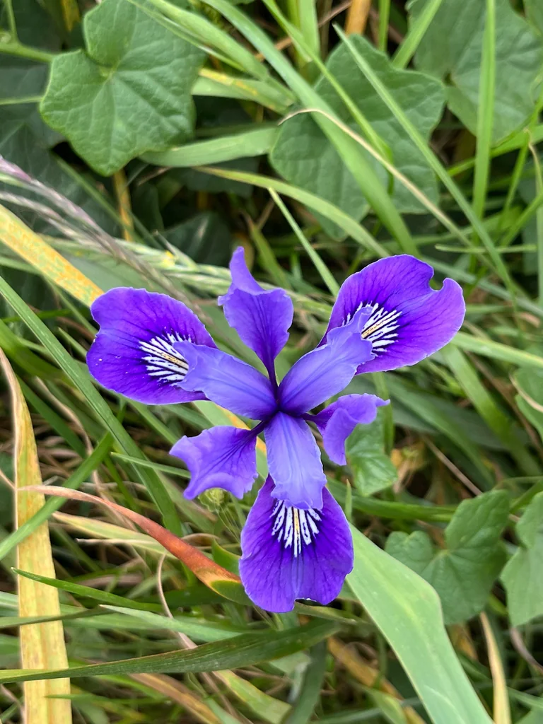 Iris Douglasiana