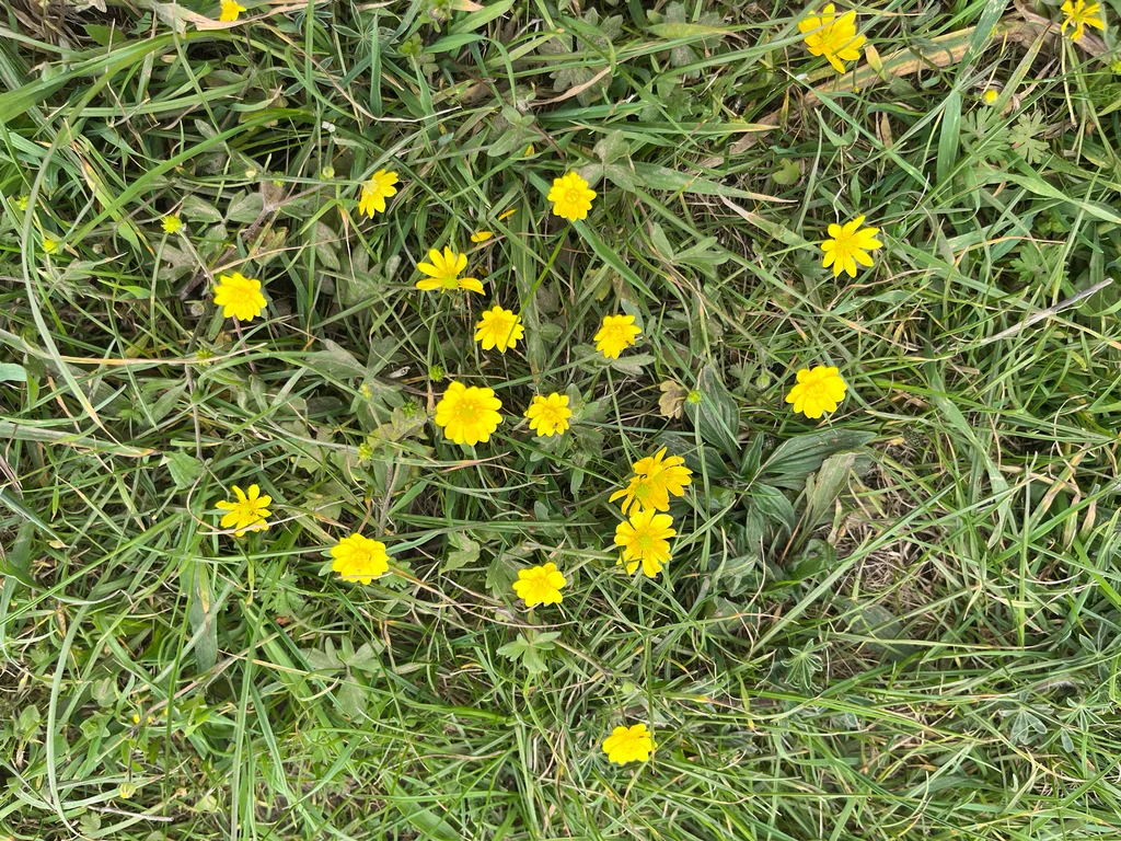 Ranunculus Californicus