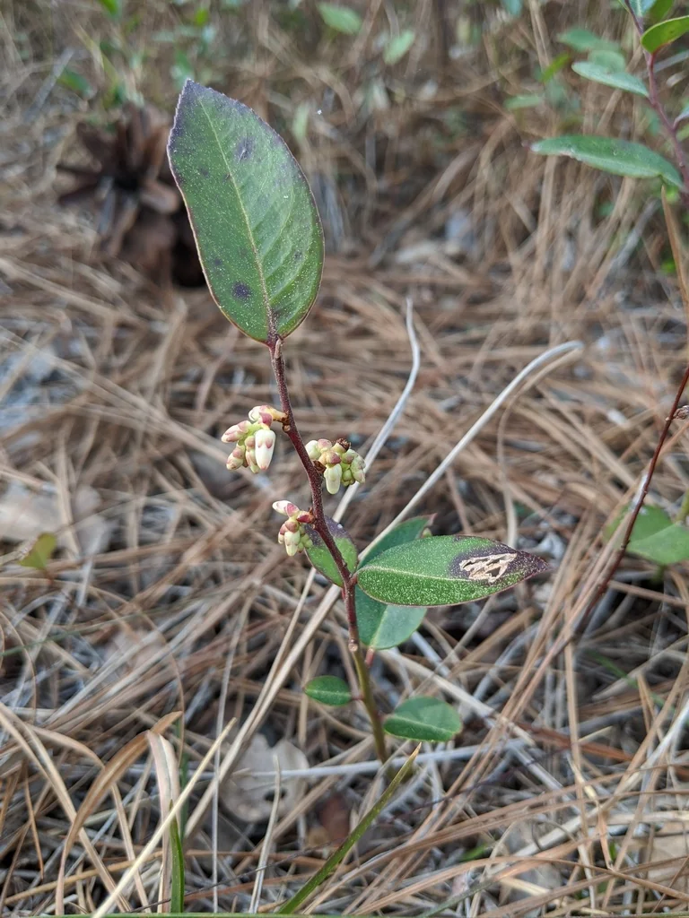 Leucothoe axillaris