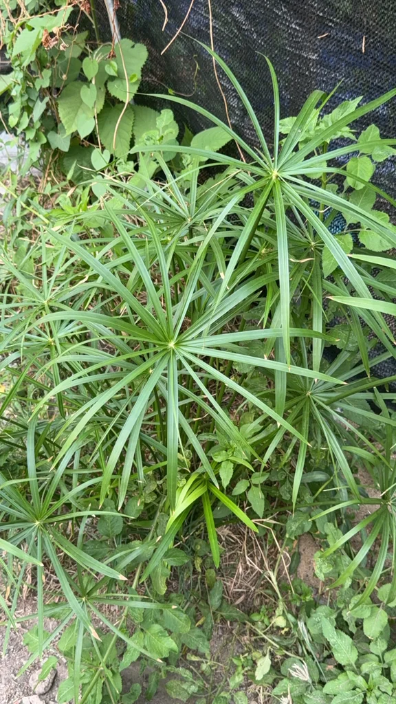 Cyperus Alternifolius