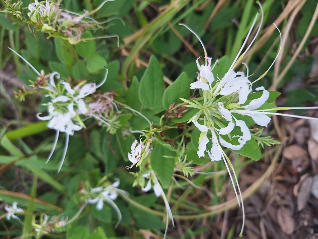Bauhinia Mexicana