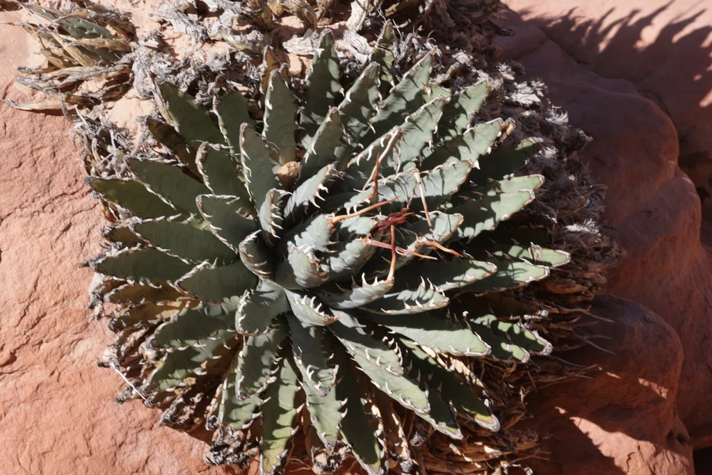 Agave Utahensis
