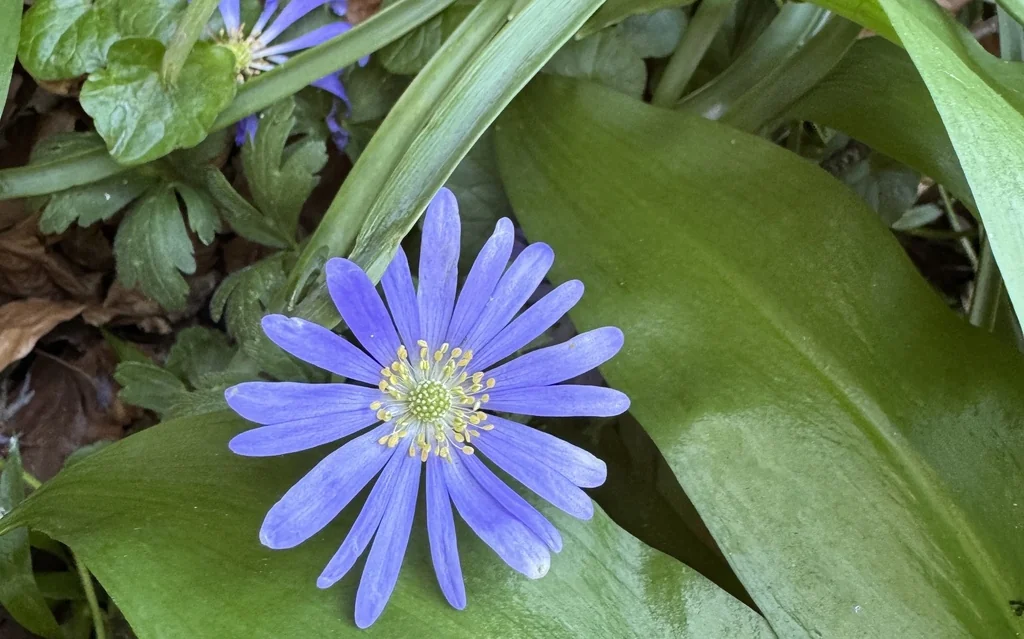 Anemone Blanda