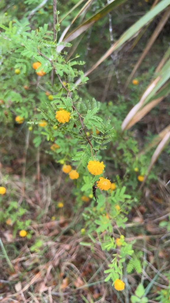 Acacia Farnesiana