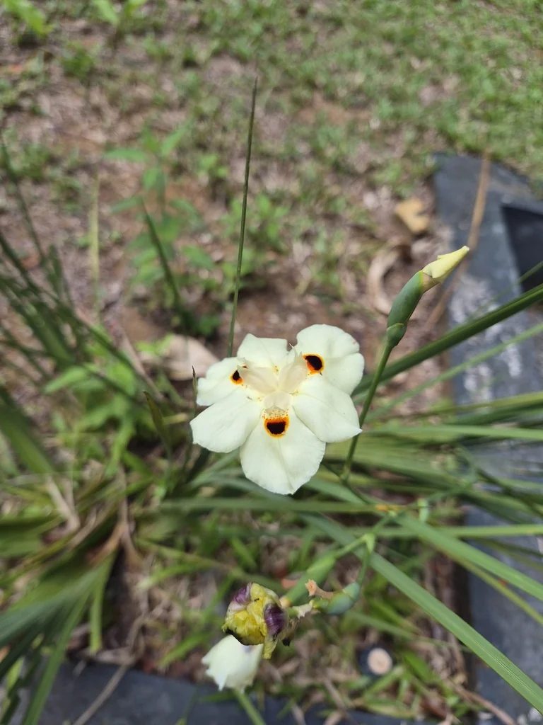 Dietes Bicolor