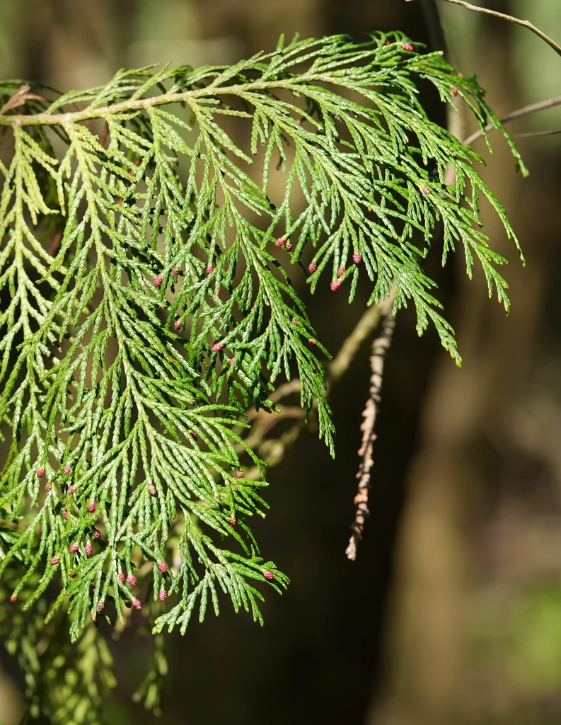 Chamaecyparis lawsoniana