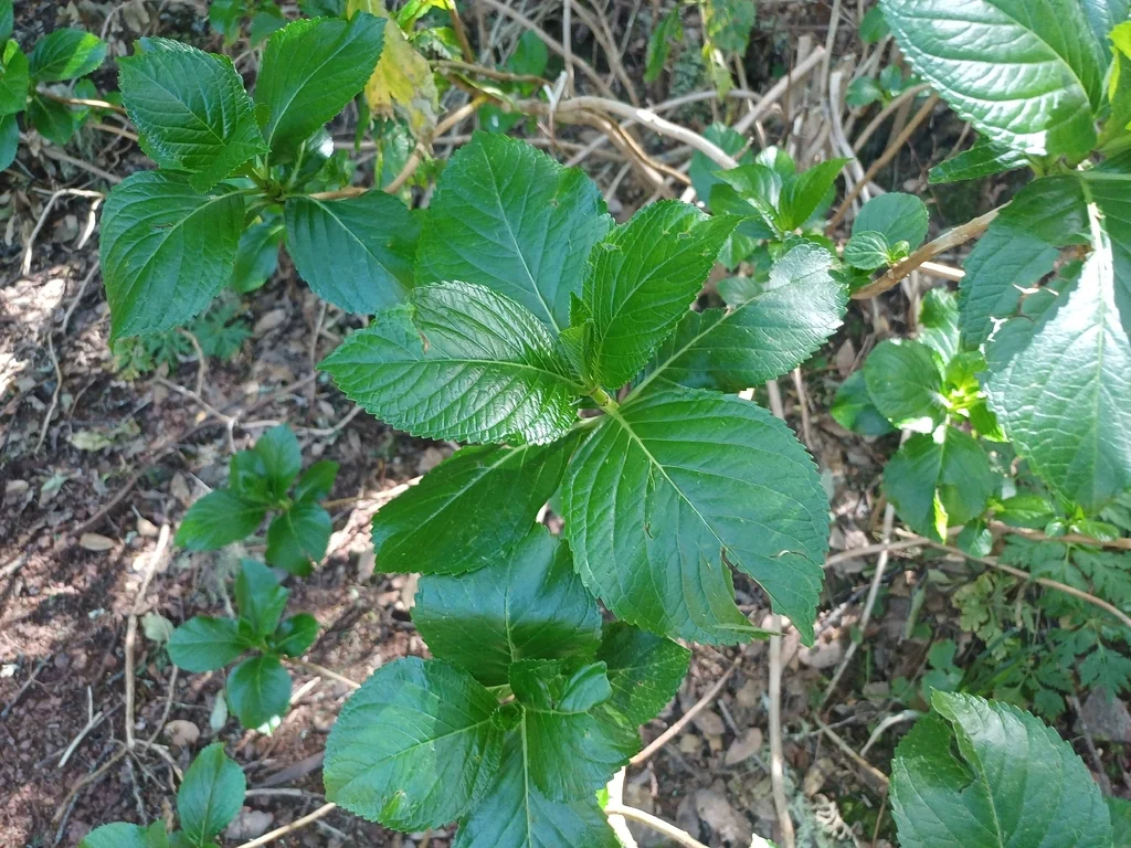 Hydrangea macrophylla