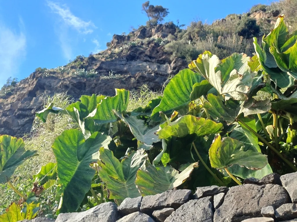 Colocasia esculenta