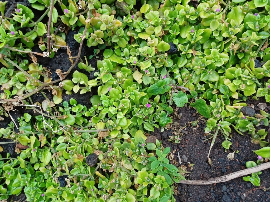Aptenia cordifolia