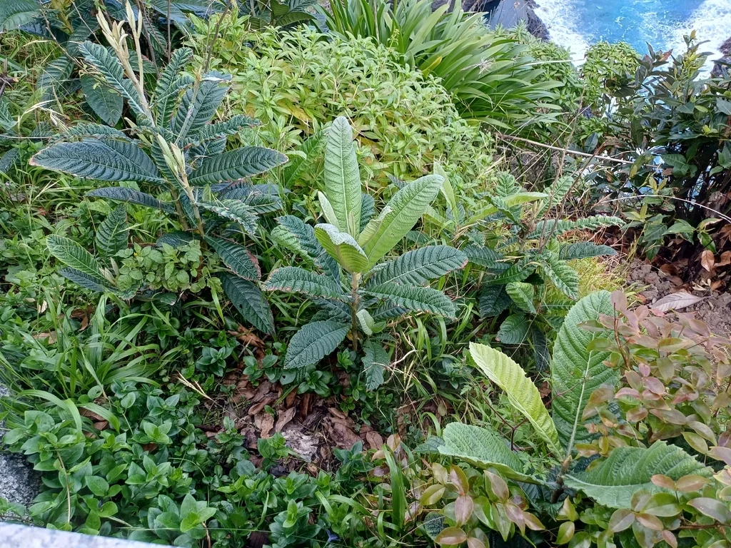 Eriobotrya Japonica