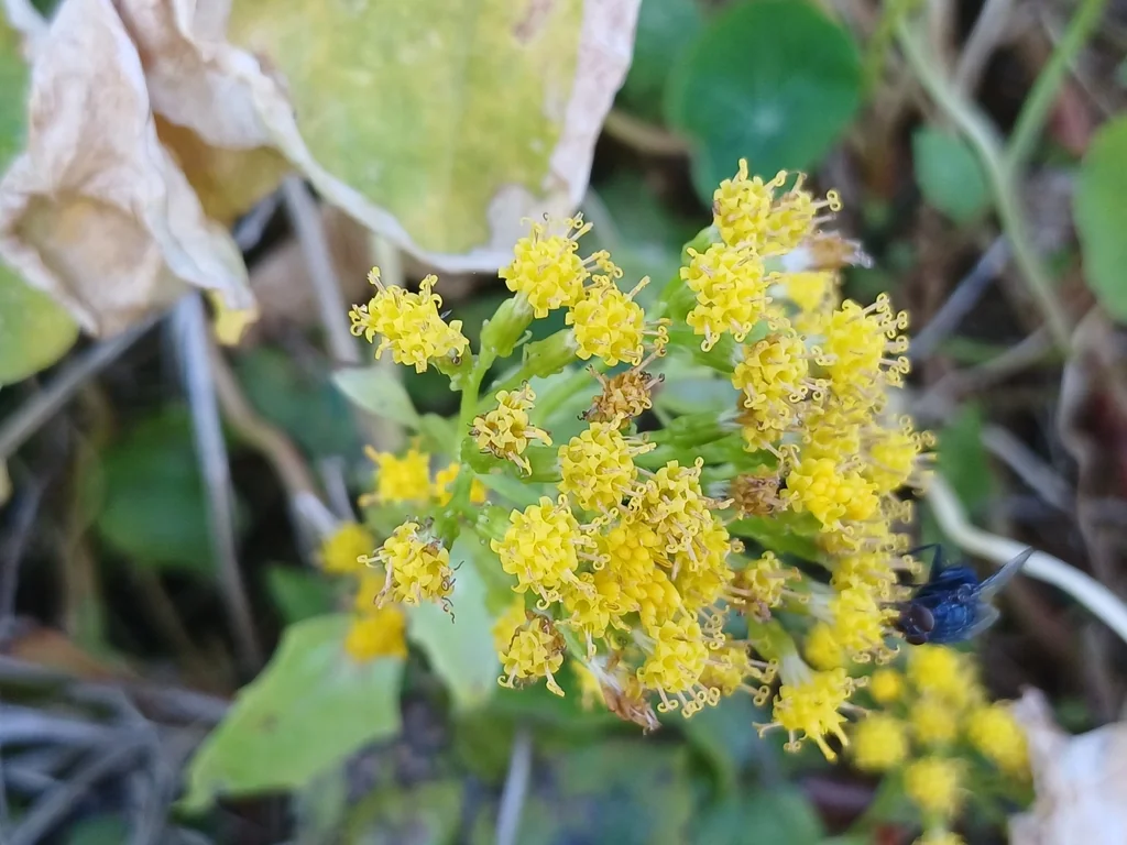 Senecio Confusus