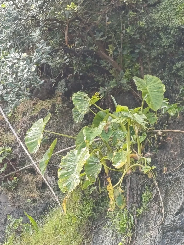 Colocasia esculenta