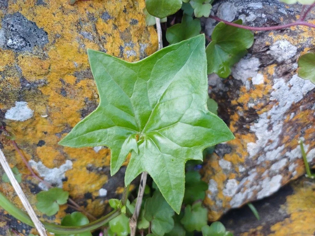 Senecio Confusus