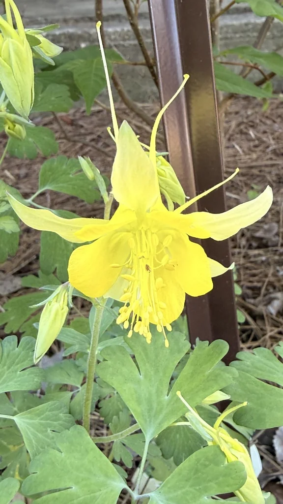 Aquilegia Chrysantha